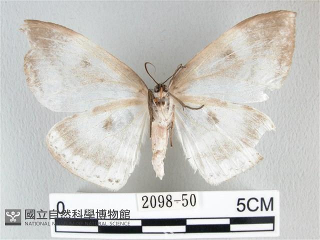 圓翅大鉤蛾藏品圖，第2張