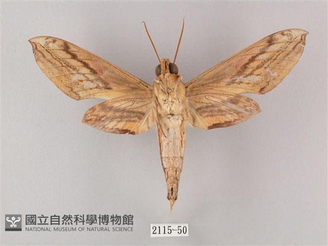 綠背斜紋天蛾藏品圖，第2張