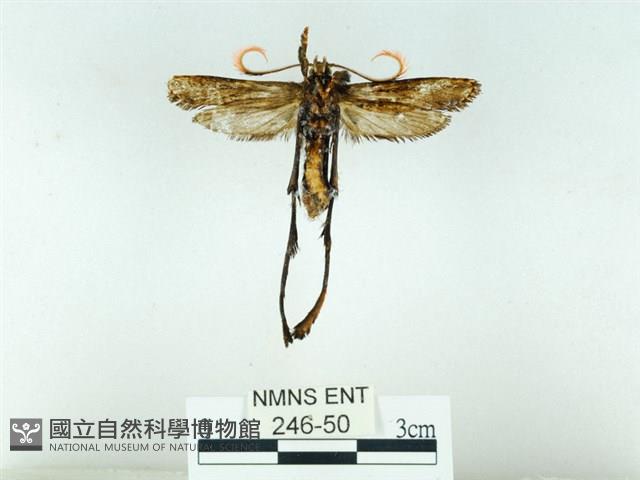 長腳大織蛾藏品圖，第2張