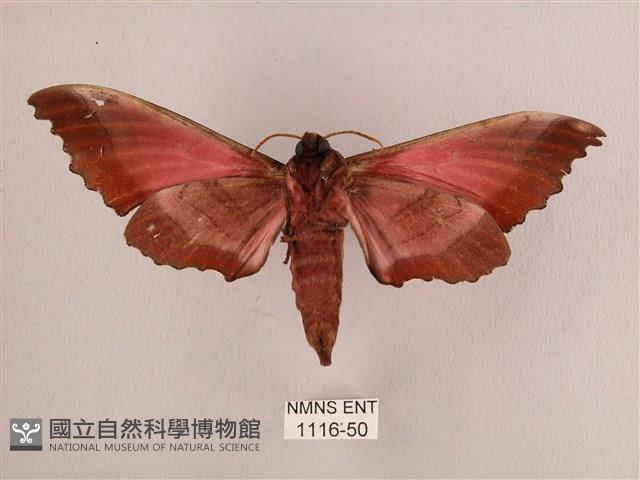 桃紅六點天蛾藏品圖，第2張