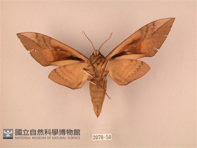 波紋豆天蛾藏品圖，第2張