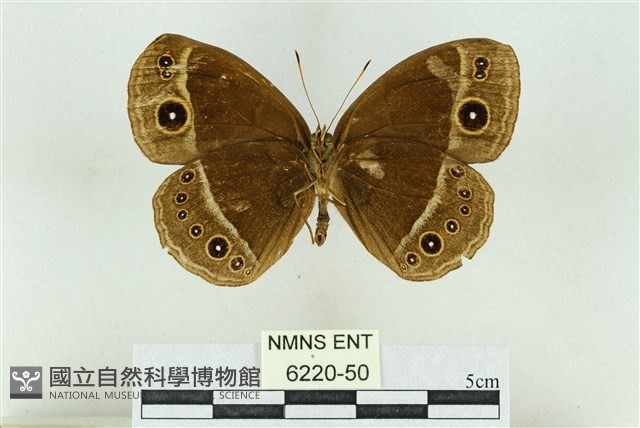 嘉義眉眼蝶藏品圖，第2張