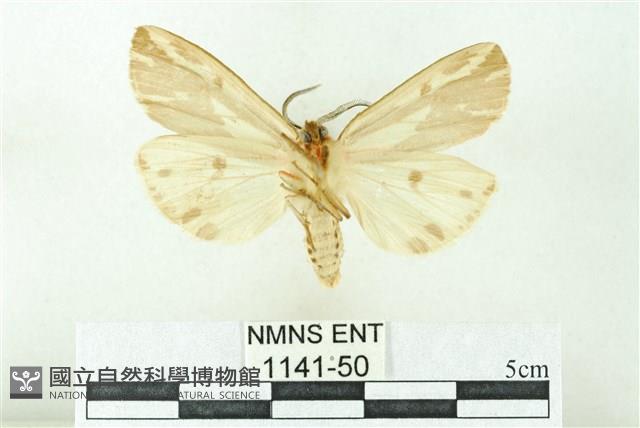 赭新污燈蛾藏品圖，第2張