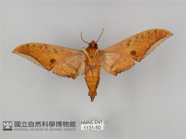 裂斑鷹翅天蛾藏品圖，第2張