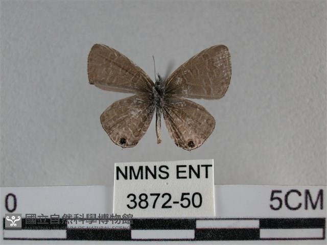 波灰蝶藏品圖，第2張