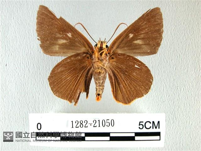 橙翅傘弄蝶藏品圖，第2張