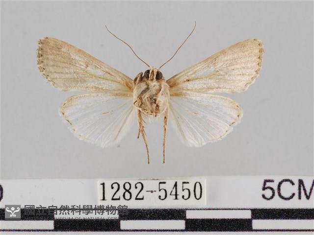 斜紋夜盜蛾藏品圖，第2張