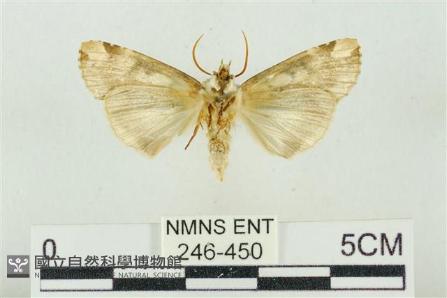 連珠波紋蛾藏品圖，第2張