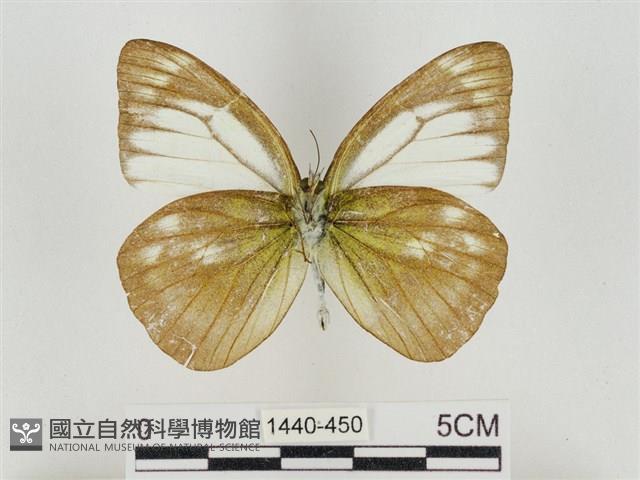 淡褐脈粉蝶藏品圖，第2張