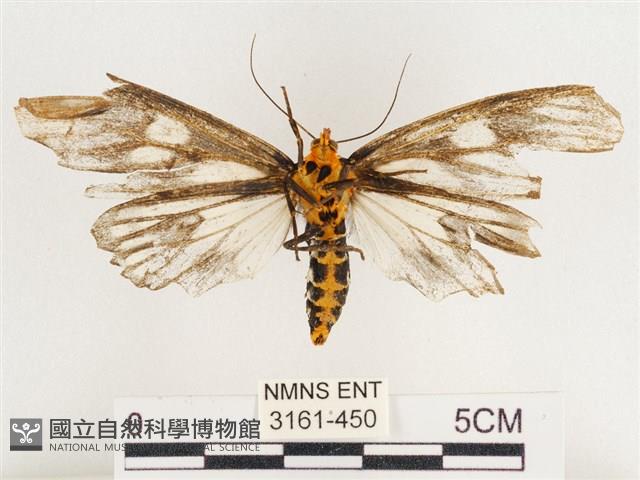 巨網燈蛾藏品圖，第2張