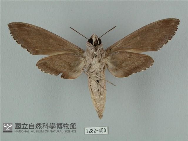 蝦殼天蛾藏品圖，第2張