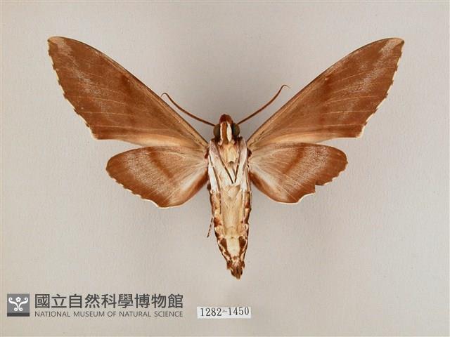 粗斜紋天蛾藏品圖，第2張