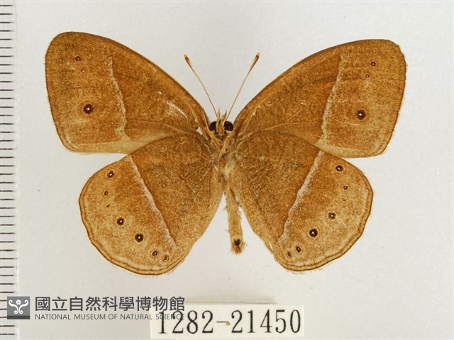 淺色眉眼蝶藏品圖，第2張
