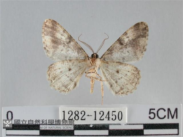 雙峰霜尺蛾藏品圖，第2張