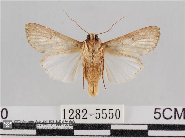 斜紋夜盜蛾藏品圖，第2張