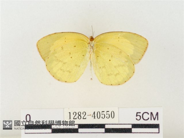 星黃蝶藏品圖，第2張