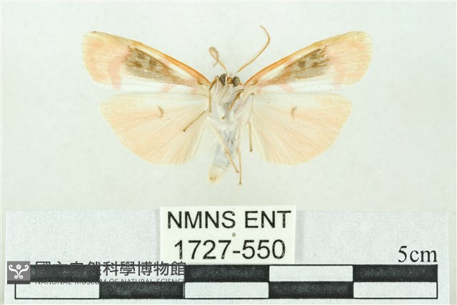 臺雪苔蛾藏品圖，第2張