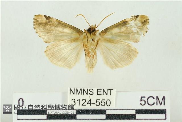 連珠波紋蛾藏品圖，第2張