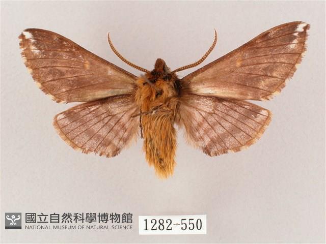 井上氏絨毛天蛾藏品圖，第2張