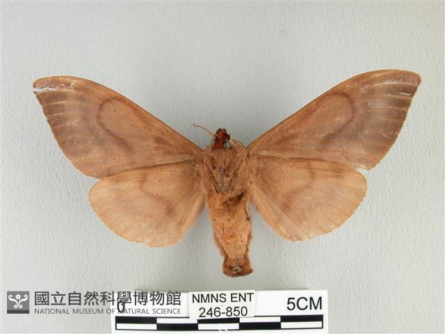 大褐斑枯葉蛾藏品圖，第2張