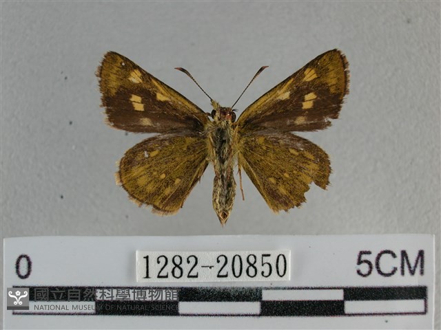 黃星弄蝶藏品圖，第2張