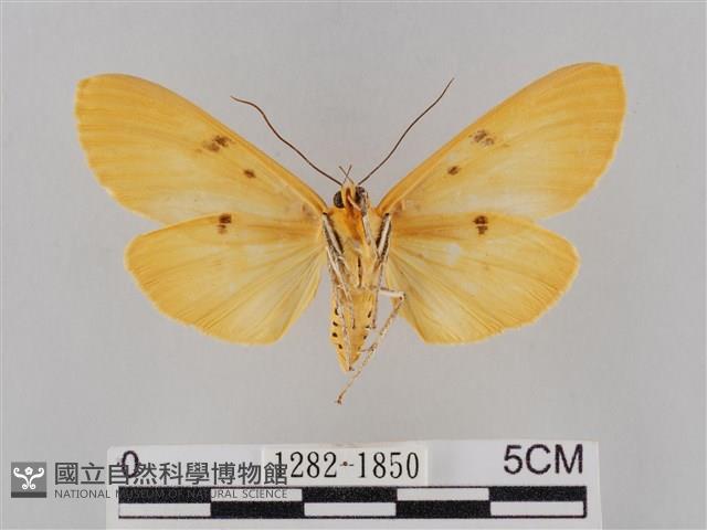 橙擬燈蛾藏品圖，第2張