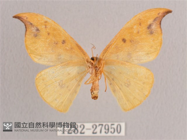 銀斑黃鉤蛾藏品圖，第2張