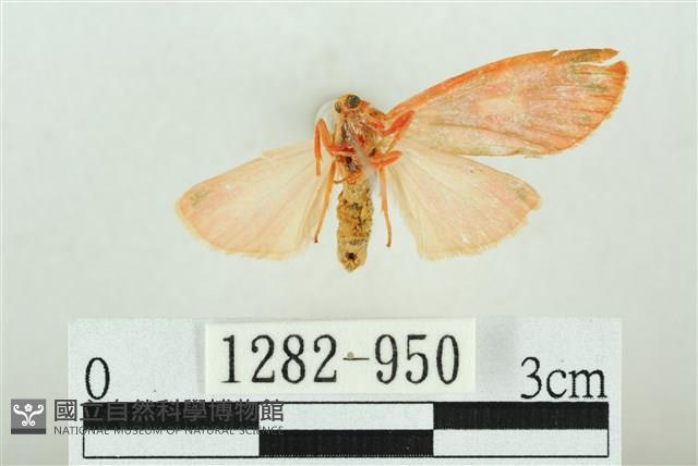 三色豔苔蛾藏品圖，第2張