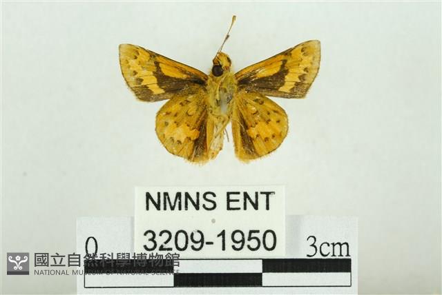 黃斑弄蝶藏品圖，第2張