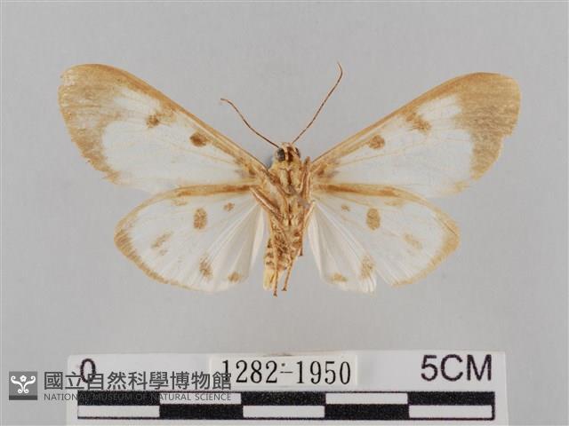 長斑擬燈蛾藏品圖，第2張