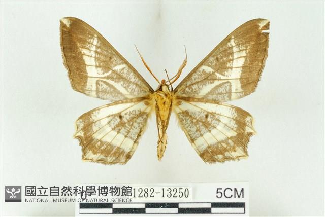 樹形尺蛾藏品圖，第2張