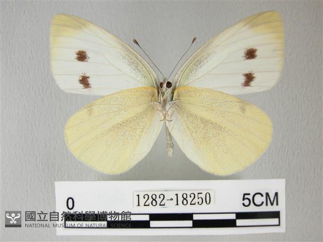 白粉蝶、紋白蝶藏品圖，第2張