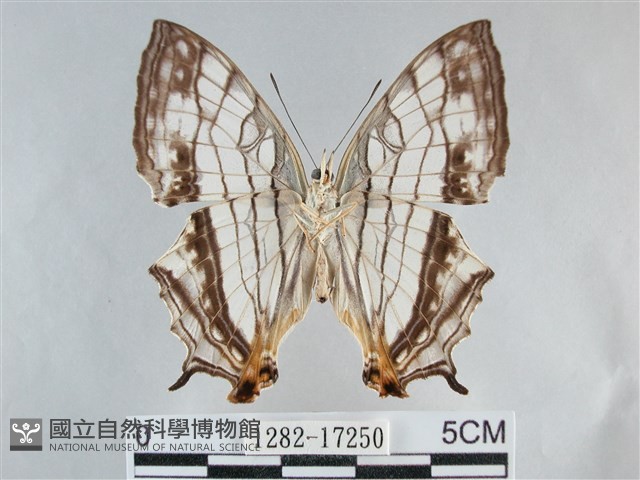 網絲蛺蝶、石牆蝶藏品圖，第2張