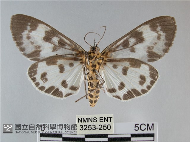 扭擬燈蛾藏品圖，第2張