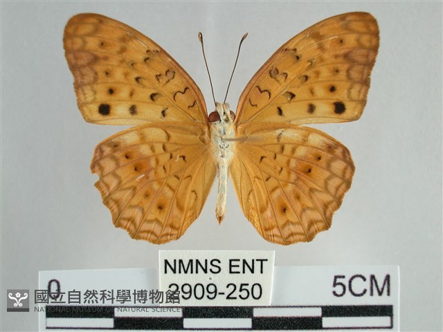 琺蛺蝶藏品圖，第2張