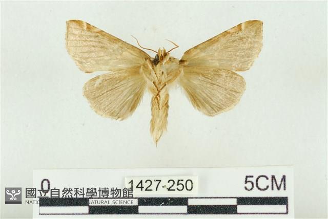 寬帶波紋蛾藏品圖，第2張