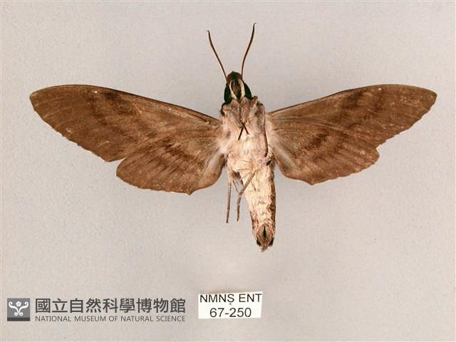 細斜紋霜天蛾藏品圖，第2張