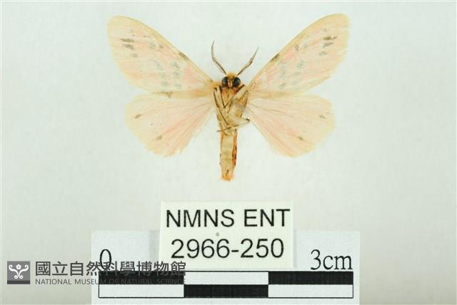 三條橙燈蛾藏品圖，第2張