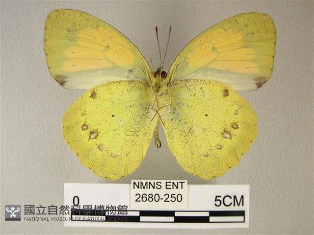 異粉蝶、雌白黃蝶藏品圖，第2張