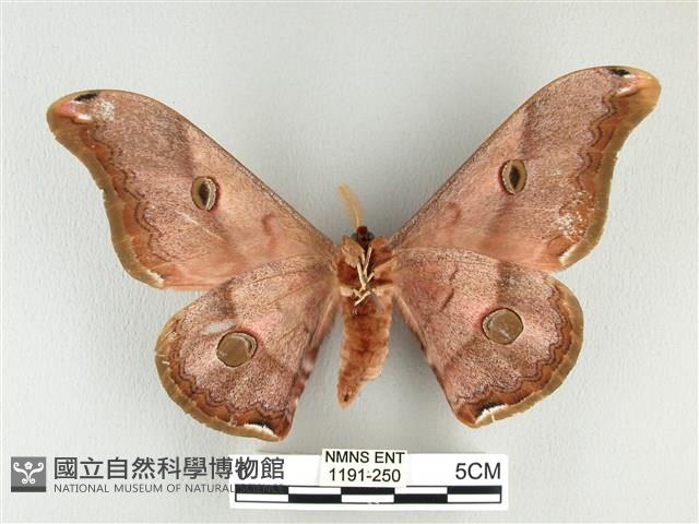 雙黑目天蠶蛾藏品圖，第2張
