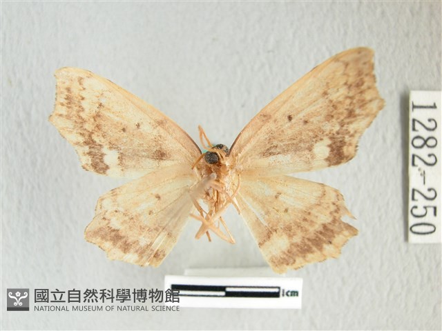 凹角鉤蛾藏品圖，第2張