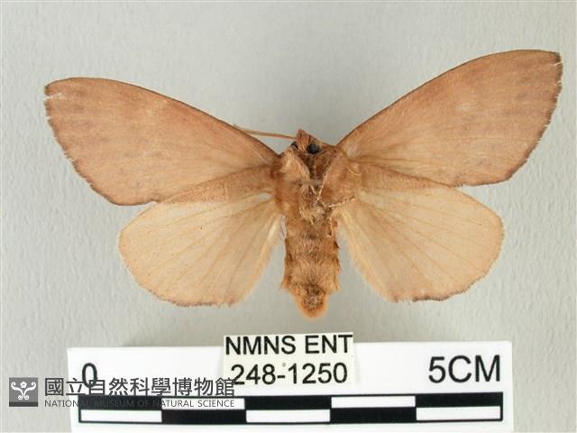 馬尾松枯葉蛾藏品圖，第2張