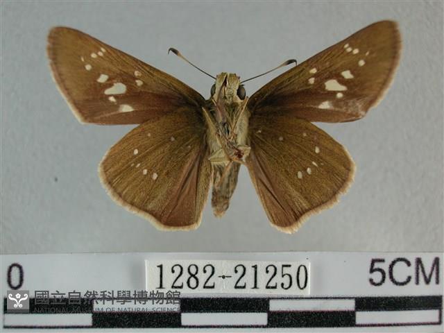 尖翅褐弄蝶藏品圖，第2張
