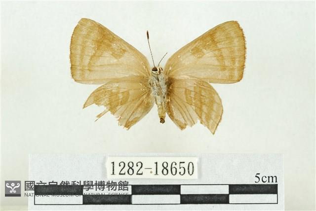 堇彩燕灰蝶藏品圖，第2張