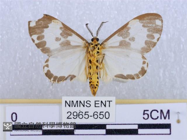 後凸蝶燈蛾藏品圖，第2張