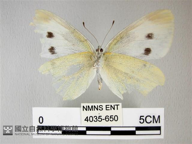 白粉蝶、紋白蝶藏品圖，第2張