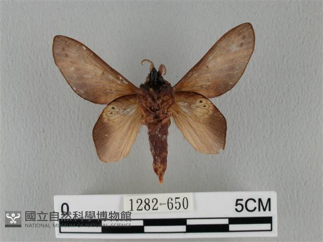 緣斑枯葉蛾藏品圖，第2張