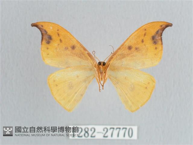 銀斑黃鉤蛾藏品圖，第2張