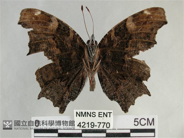 琉璃蛺蝶藏品圖，第2張