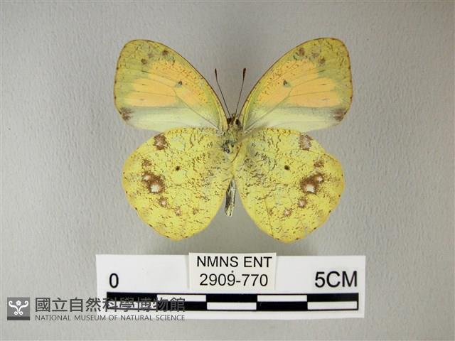 異粉蝶、雌白黃蝶藏品圖，第2張